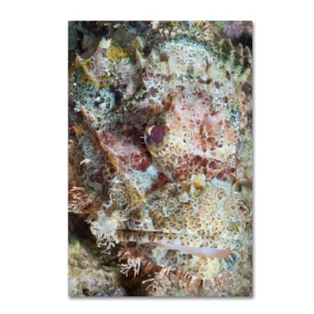 Robert Harding Picture Library 'Underwater' Canvas Art,30x47
